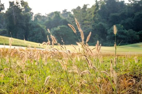 Grass in wide fields with the sunshine Stock Photos