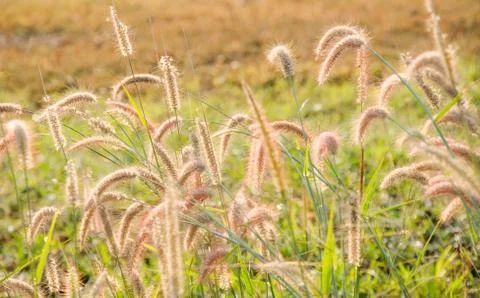 Grass in wide fields with the sunshine 写真素材