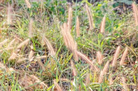 Grass in wide fields with the sunshine Stock Photos