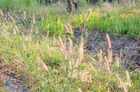 Grass in wide fields with the sunshine Stock Photos