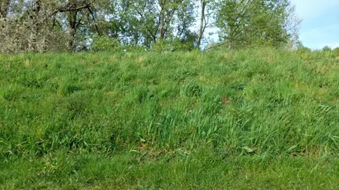 Grass wiggling in the wind. Stock Footage 272357154