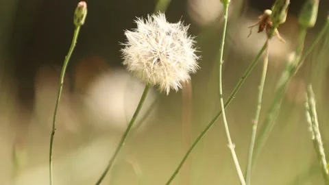 Grass wild flower in the field Stock Footage 205932062