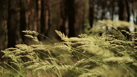 Grass. Wild grass blowing in the wind. 4K UHD footage Stock-Footage 198349365