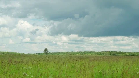 Grass on wild meadow waving under wind against forest background and lonely Stock Footage 83634116