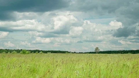 Grass on wild meadow waving under wind against forest background and lonely Stock Footage 83765513