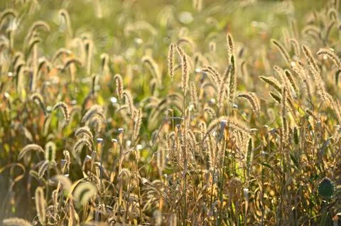 Grass in wildnerness with backlight Stock Photos