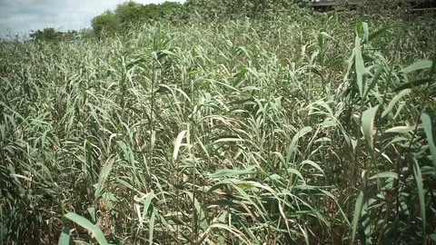 Grass in the wind 1 Stock Footage 121177219