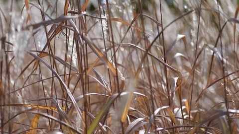 Grass In Wind 2 Stock Footage 124673199