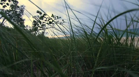 Grass in the Wind 20s Stock Footage 8520507