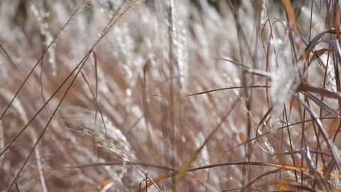 Grass In The Wind 3 Stock Footage 124673190