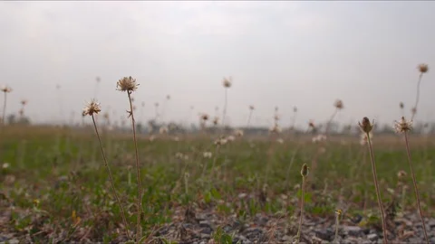 Grass in the wind 4K focus Stock Footage 93533619