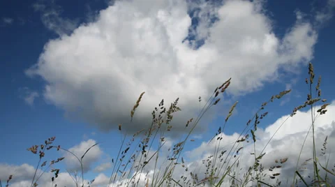 Grass in the wind against sky. Stock Footage 39766767