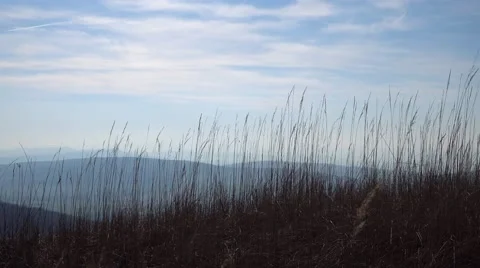 Grass in wind against sky Stock Footage 63087857