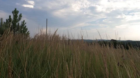 Grass wind and electric poll Stock Footage 93174281