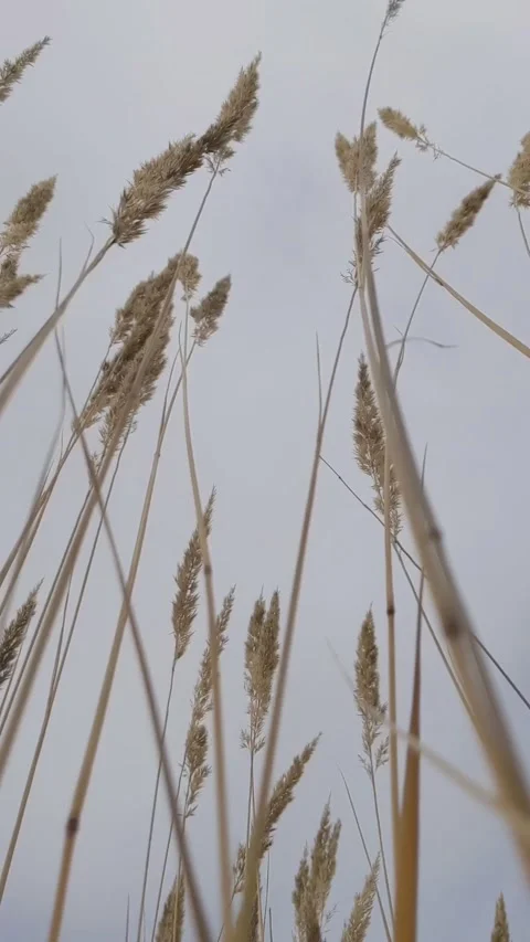 Grass In The Wind and Grey Sky. Autumn Stock Footage 162729658
