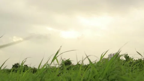 Grass, wind and Sky 4K UHD Stock Footage