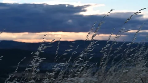 Grass, wind and sunset 스톡 동영상 322076742