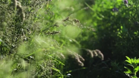 Grass in the wind with bee Stock Footage 229200159