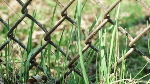 Grass in wind behind rusted metal fence focus to the left 스톡 동영상 50267066