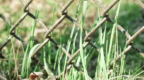 Grass in wind behind rusted metal fence focus to the right Stock Footage 50267273