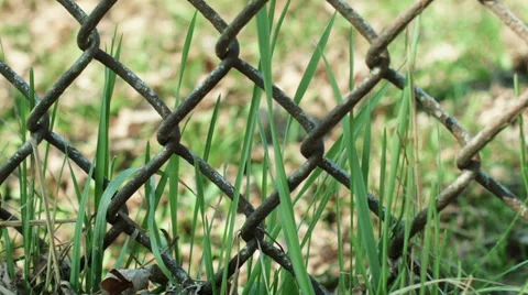 Grass in wind behind rusted metal fence 스톡 동영상 50267345
