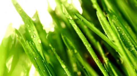 Grass WIND BLOW 3 Stock Footage 354660