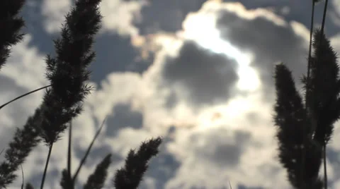 Grass wind blowing against dramatic sky, summer plants silhouettes HD Stock Footage 34256138