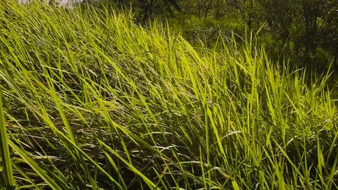 Grass with the wind blowing Stock Footage 101339924