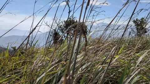 Grass with wind blowing Stock Footage 256520037