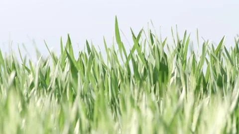 Grass Wind Blowing Slow Motion Close Up Summer Stock-Footage 153964747