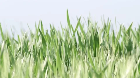 Grass Wind Blowing Slow Motion Close Up Summer Stock-Footage 153964940