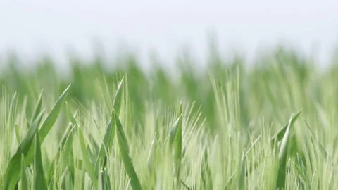 Grass Wind Blowing Slow Motion Close Up Summer Stock-Footage 153965370
