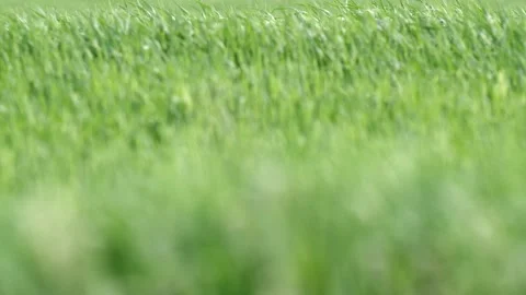 Grass Wind Blowing Slow Motion Close Up Summer Stock-Footage 153965469