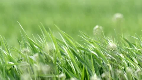 Grass Wind Blowing Slow Motion Close Up Summer Stock-Footage 153965891