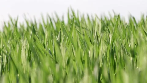Grass Wind Blowing Slow Motion Close Up Summer 스톡 동영상 153969510