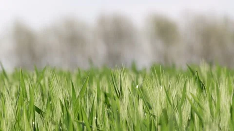 Grass Wind Blowing Slow Motion Close Up Summer Stock-Footage 153969525
