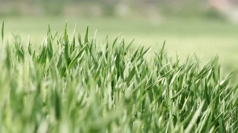 Grass Wind Blowing Slow Motion Close Up Summer Stock-Footage 153969597