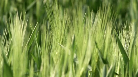 Grass Wind Blowing Slow Motion Close Up Summer Stock-Footage 153969716