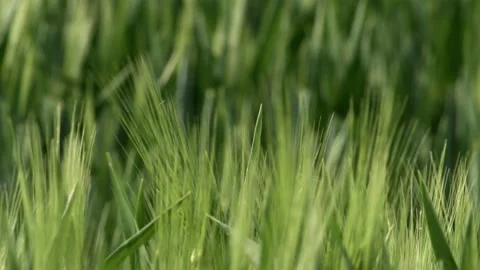 Grass Wind Blowing Slow Motion Close Up Summer Stock-Footage 153969860