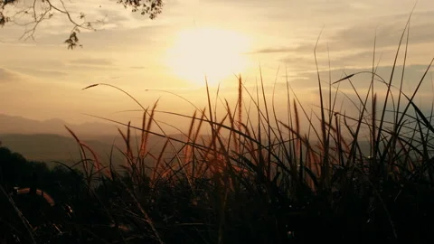 Grass in wind blowing with sunlight sunset Stock Footage 163775628
