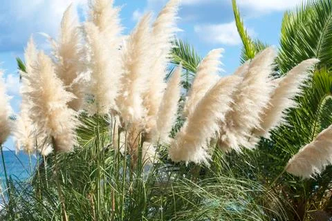Grass in the wind blown reeds. Stock Photos