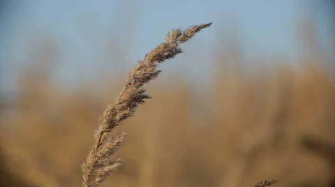 Grass on the wind with blured background Stockbeeldmateriaal 68610928