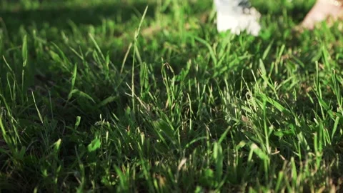 Grass in the wind with blurred people in the background Видео 279734083