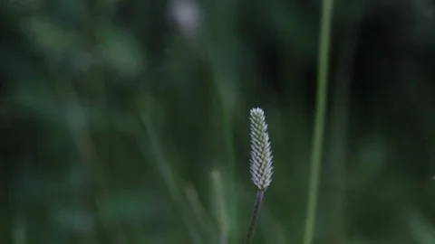 Grass in the wind. From blurry to harsh. Close up 스톡 동영상 108983136