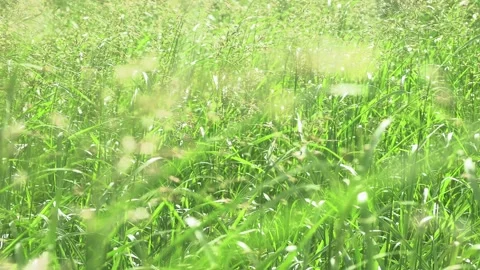 Grass in wind in bright sunlight Video stock 295325573