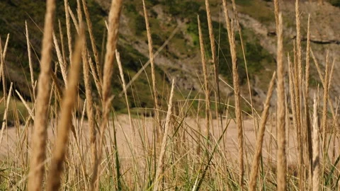 Grass in the wind Chimney Corner Beach, Cape Breton, Nova Scotia, Canada Stock Footage 231239372