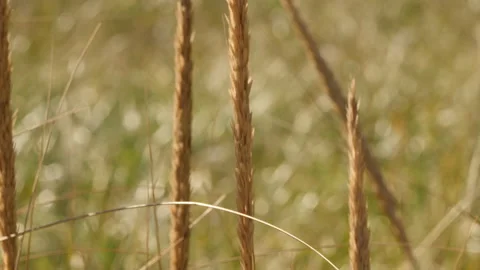 Grass in the wind Chimney Corner Beach, Cape Breton, Nova Scotia, Canada Stock Footage 231239686