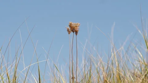 Grass in the wind Chimney Corner Beach, Cape Breton, Nova Scotia, Canada Stock Footage 231253018