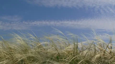 Grass in the wind. Close-up Stock Footage 21946557