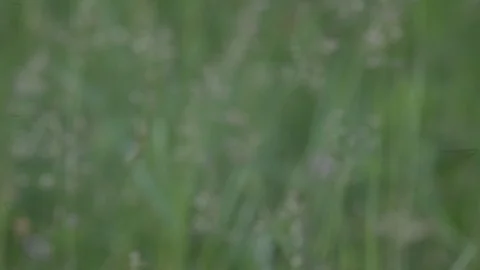 Grass in the wind. close up 스톡 동영상 108986241